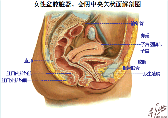 產(chǎn)后盆底康復(fù)|女性盆底主要脹器有哪些？