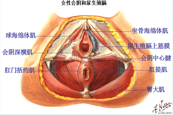 產后盆底修復，為什么產后的女性需要做盆底肌康復？