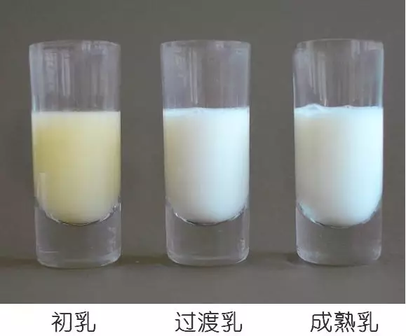 母乳營養(yǎng)成分檢測，母乳分析儀的好處您知多少？