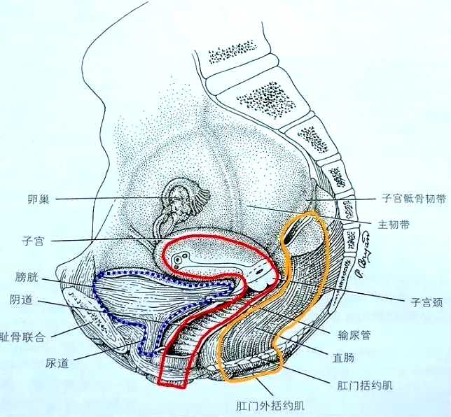 產(chǎn)后恢復項目中盆腔的“三腔系統(tǒng)”是怎么分界的？