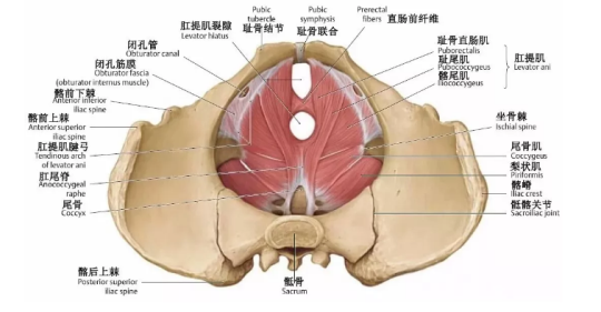 盆底肌康復(fù)治療有用嗎？專家表示，注重方法