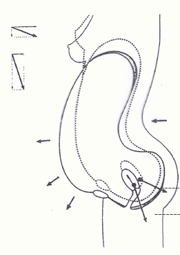 產(chǎn)康者腹直肌分離的理論知識不過關(guān)？你還怎么開展產(chǎn)后項目呢！