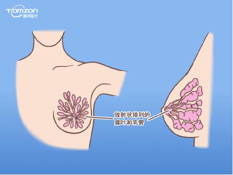 盆底康復治療儀能幫助女性乳房哪些問題？